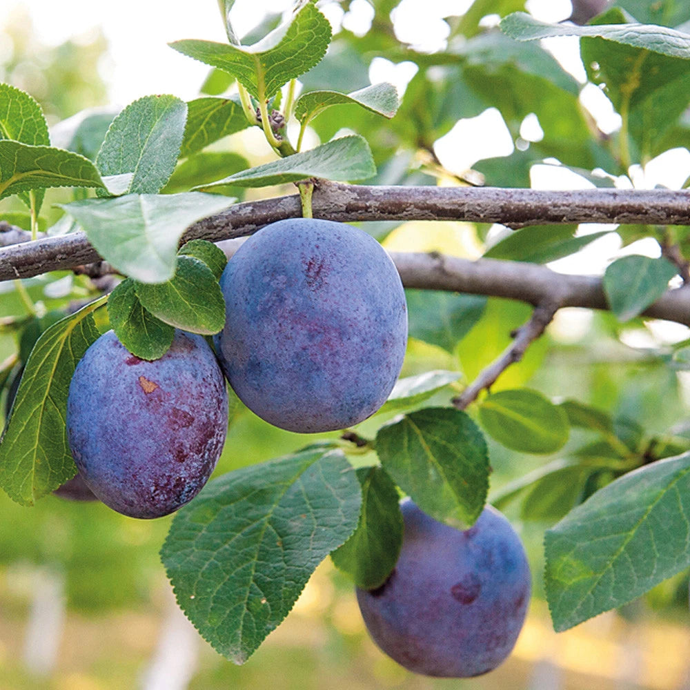 Mini Fruit Tree Patio Potted Garden Plants Apple Pear Plum Cherry 9cm Pots