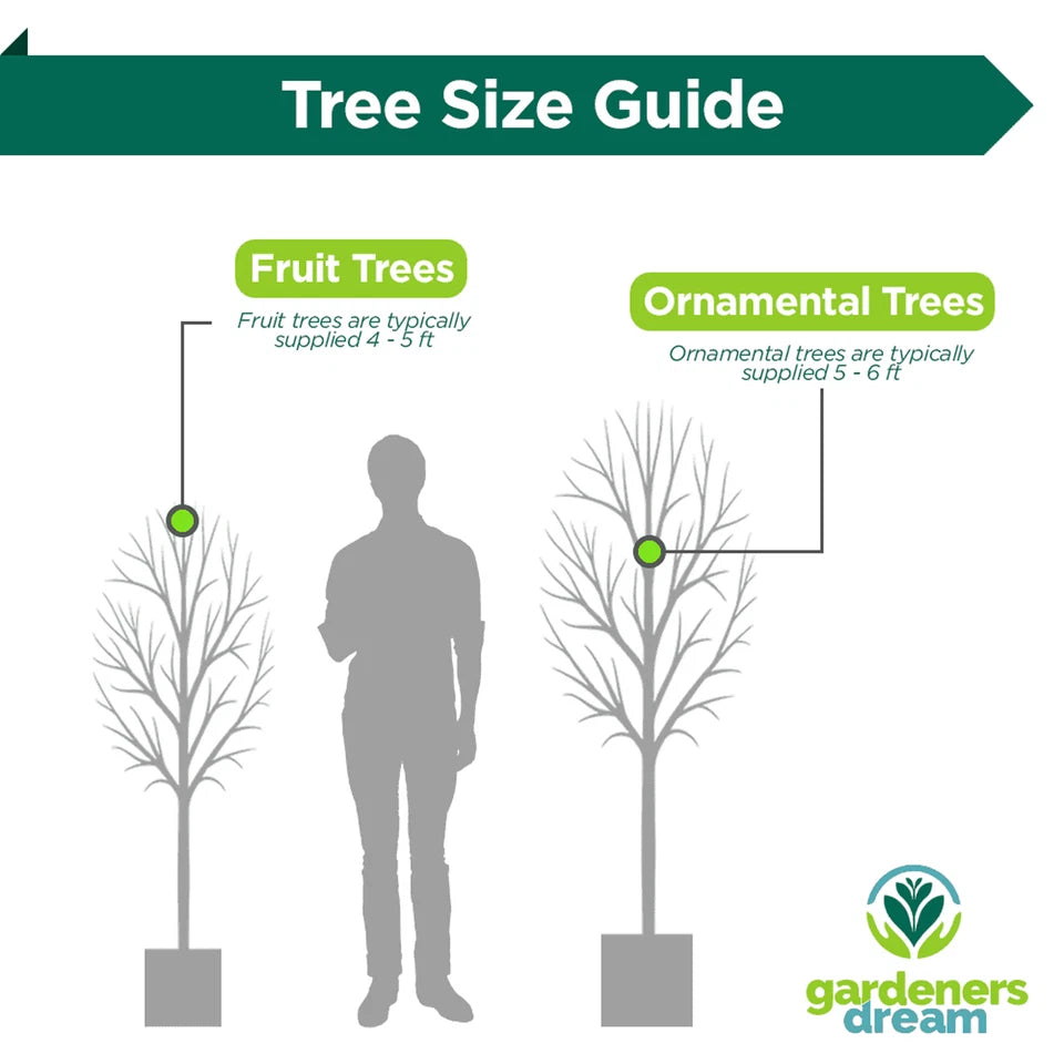 Apricot Fruit Tree Deciduous Outdoor White Flowering Hardy Garden Prunus in Pot