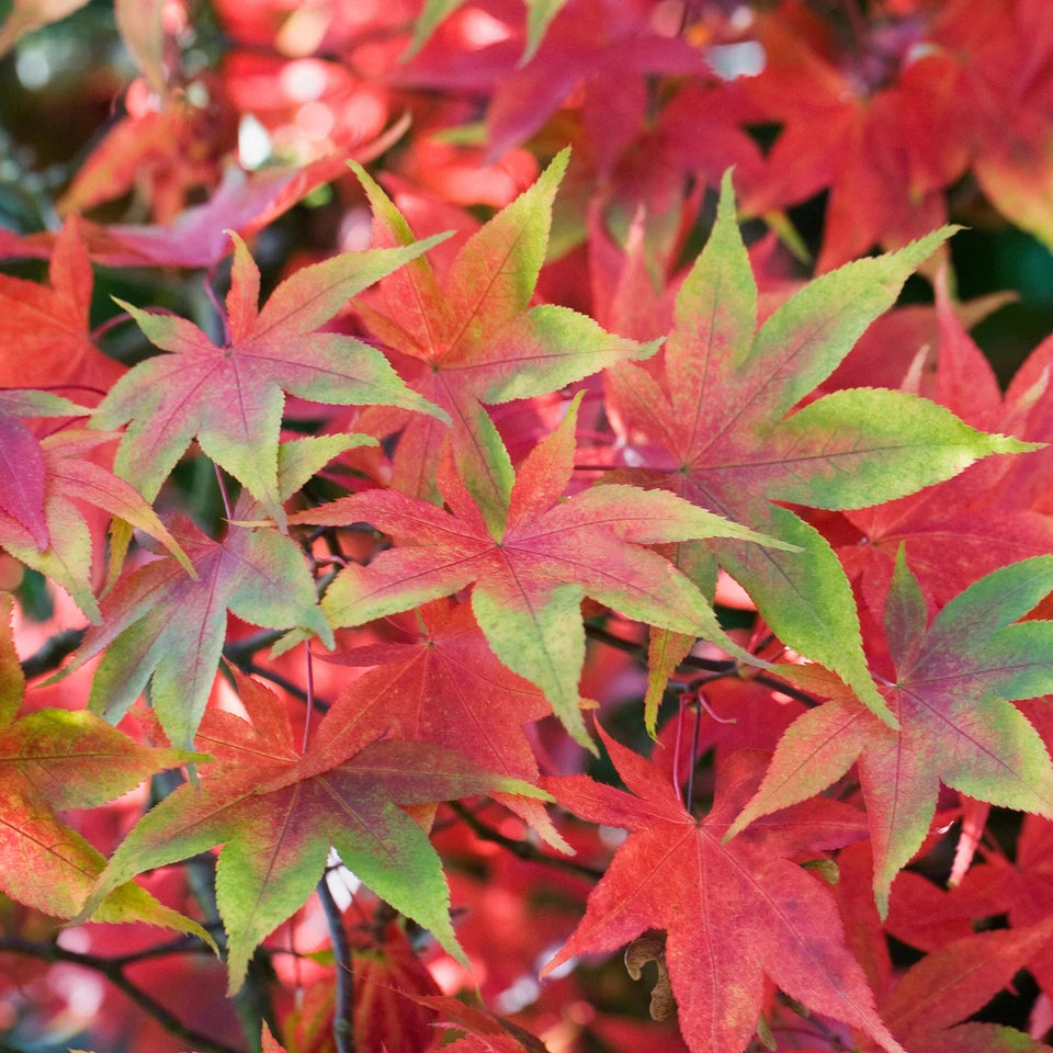 Acer palmatum 'Osakazuki', Japanese Maple Deciduous Garden Plant Tree In Pot