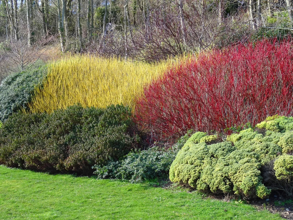 10 Red Dogwood 2-3ft Hedging Plants, Beautiful Red Bark Cornus Alba Sibirica
