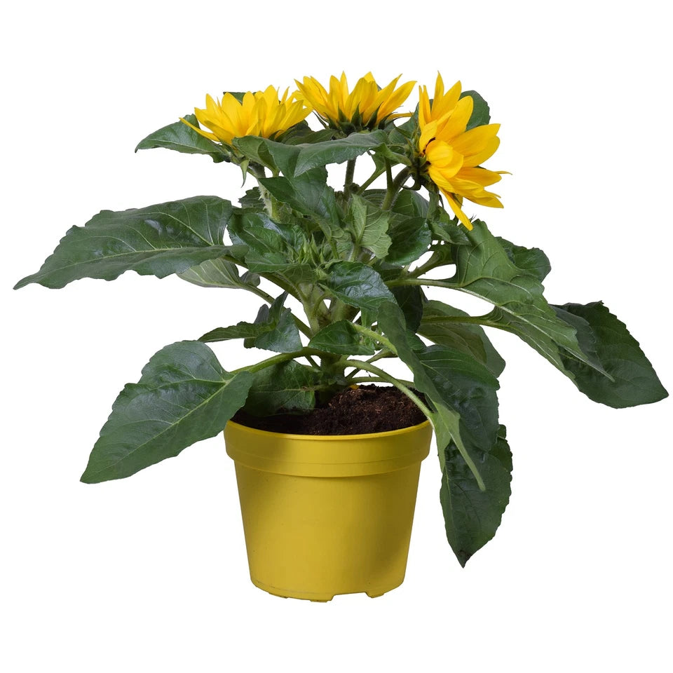 Outdoor Sunflower Potted Garden Plant Golden Annual 20-30cm Shrub In 13cm Pot