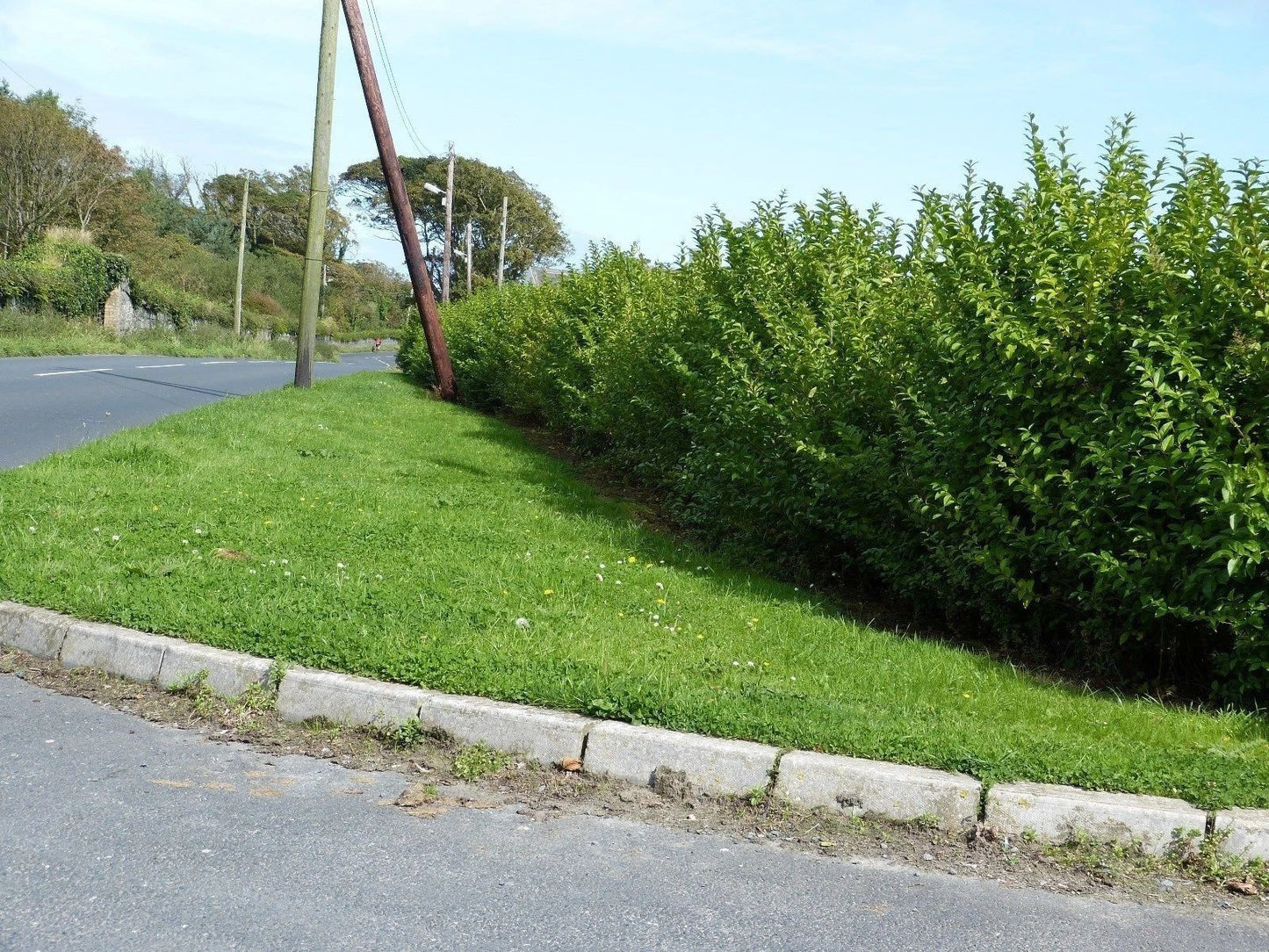 100 Green Privet Plants 3-4ft Tall, Evergreen Hedging, Grow a Quick, Dense Hedge