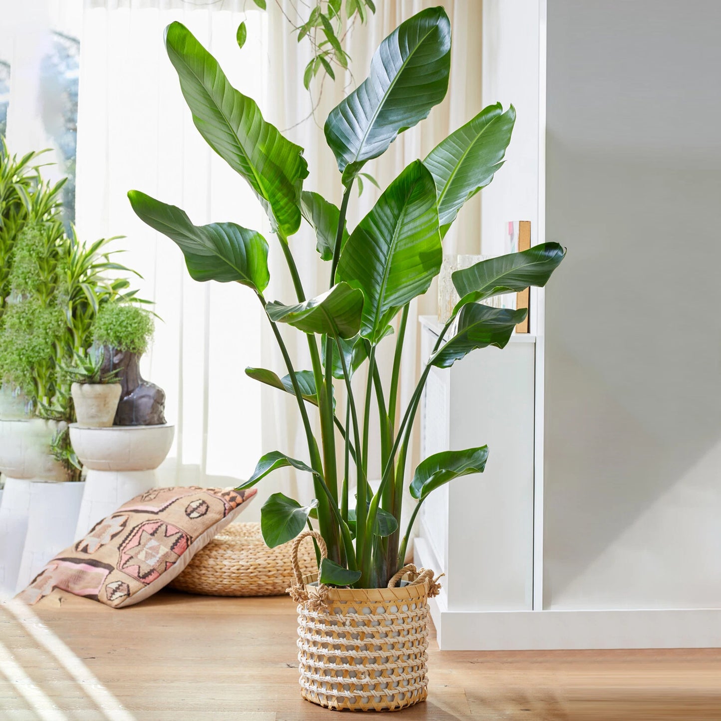 Strelitzia Nicolai Large Indoor House Plant Real Evergreen Tall Exotic Plants