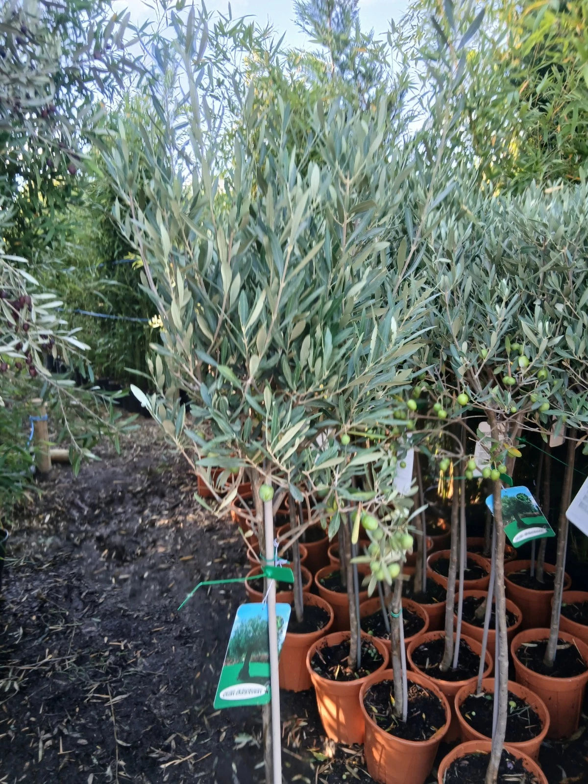 Olive Tree Large Approx 160cm Tall 25L UK Hardy Evergreen Patio Plant Healthy