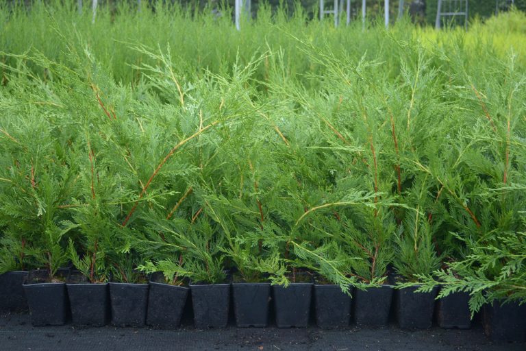 10 Green Leylandii Hedging Evergreen Conifer Plants Fast Growing 40-60cm Potted