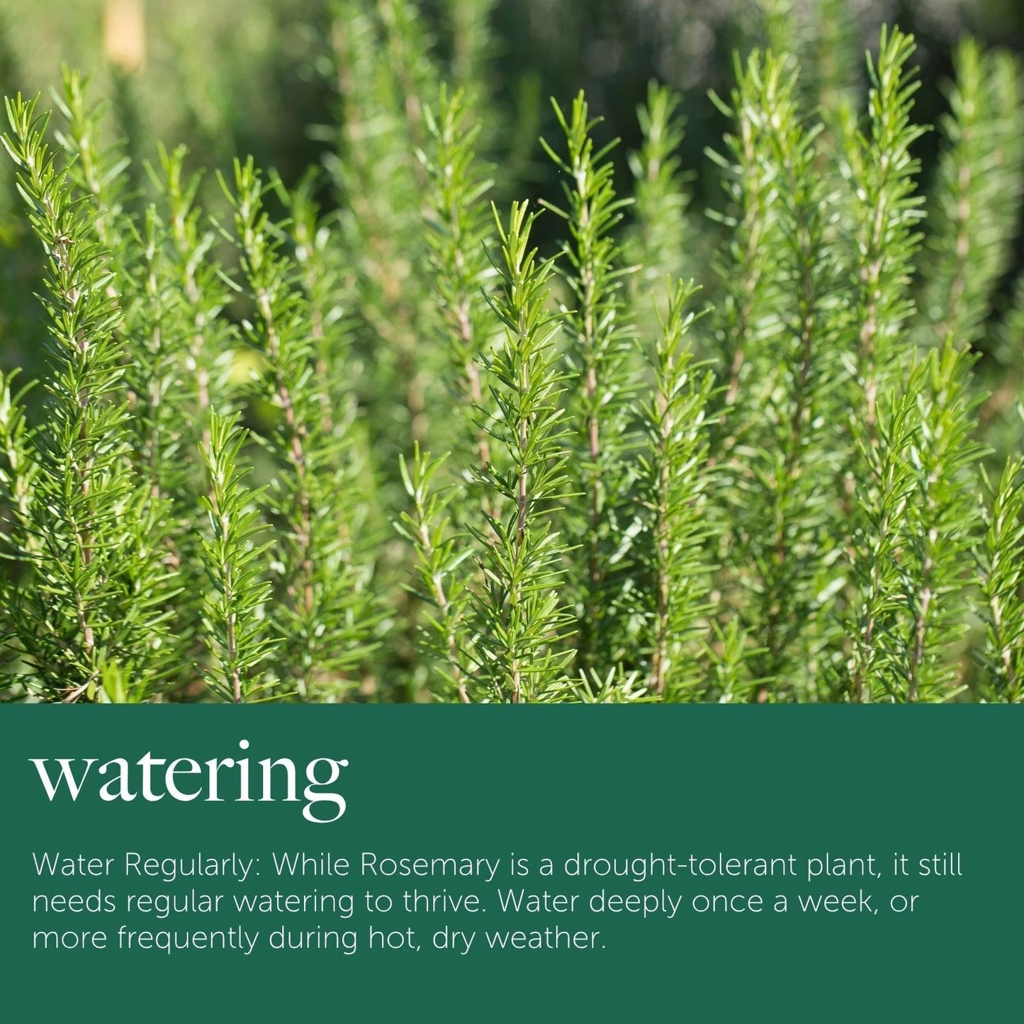 Rosemary Plant in 14cm Pot - Rosmarinus Evergreen Fragrant Perennial Herb Plants