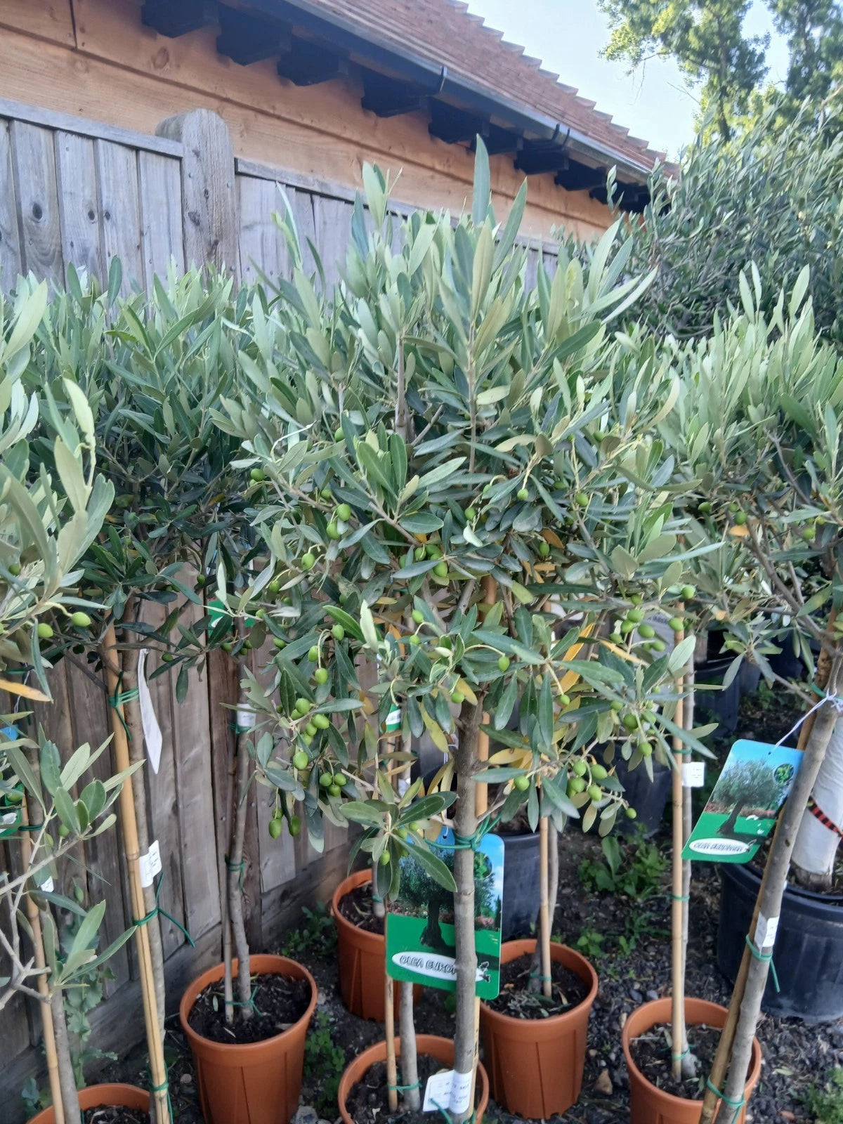 Olive Tree Large Approx 160cm Tall 25L UK Hardy Evergreen Patio Plant Healthy