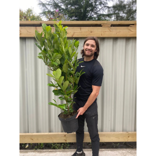 4-5ft Potted Cherry Laurel Hedging (120-150cm) 10 plants