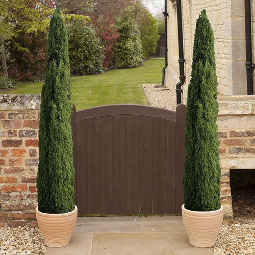 Pair of Italian Cypress Trees 90-120cm Tall, Ornamental Evergreen Shrubs Potted