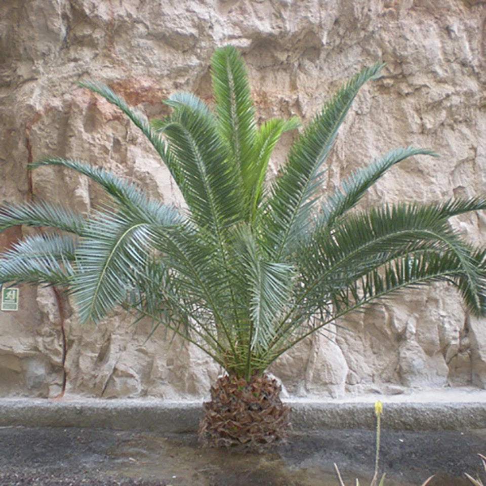 Hardy Phoenix palm 55-75cm in 14cm pot Single