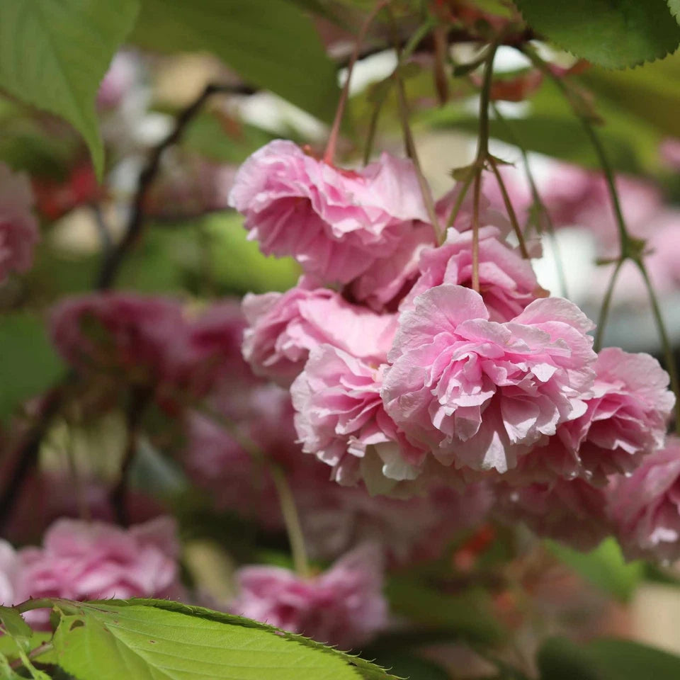Prunus serrulata Kanzan Japanese Cherry Blossom Tree Ornamental Garden plant (4-5ft,9L Pot)