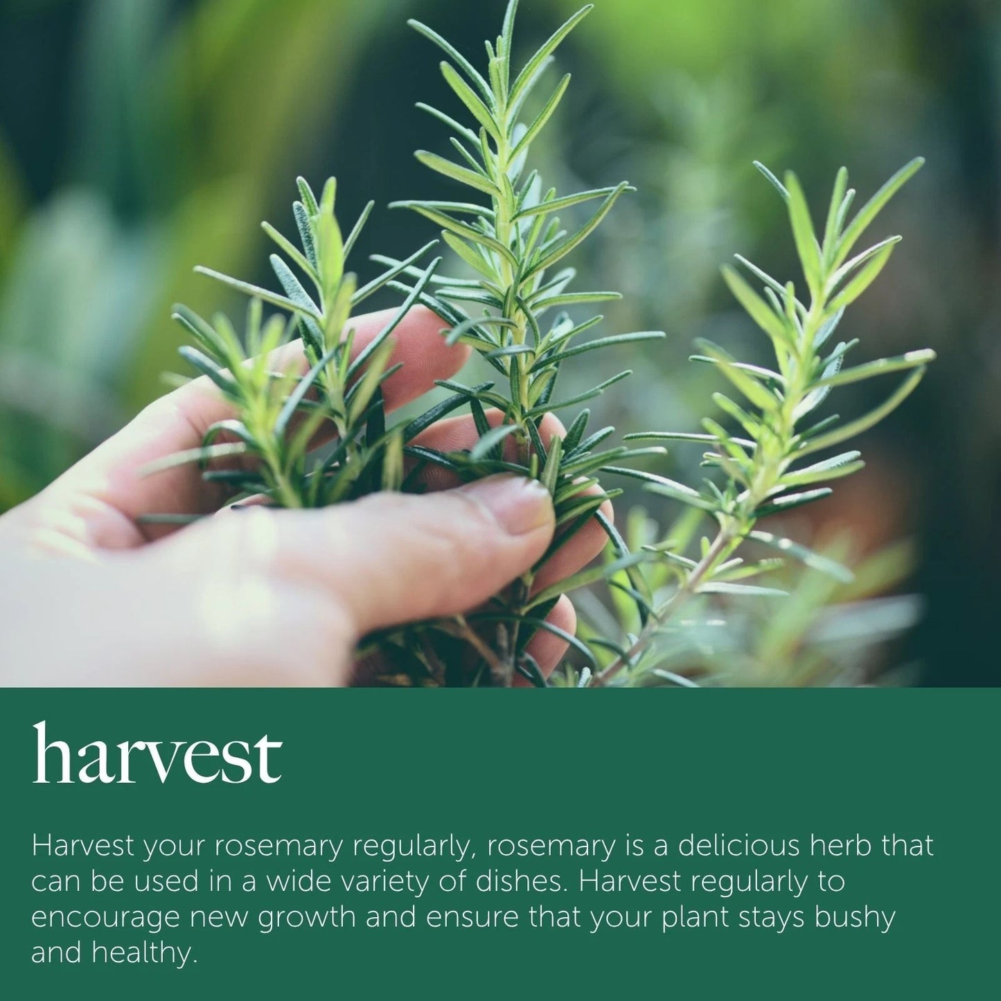 Rosemary Plant in 14cm Pot - Rosmarinus Evergreen Fragrant Perennial Herb Plants