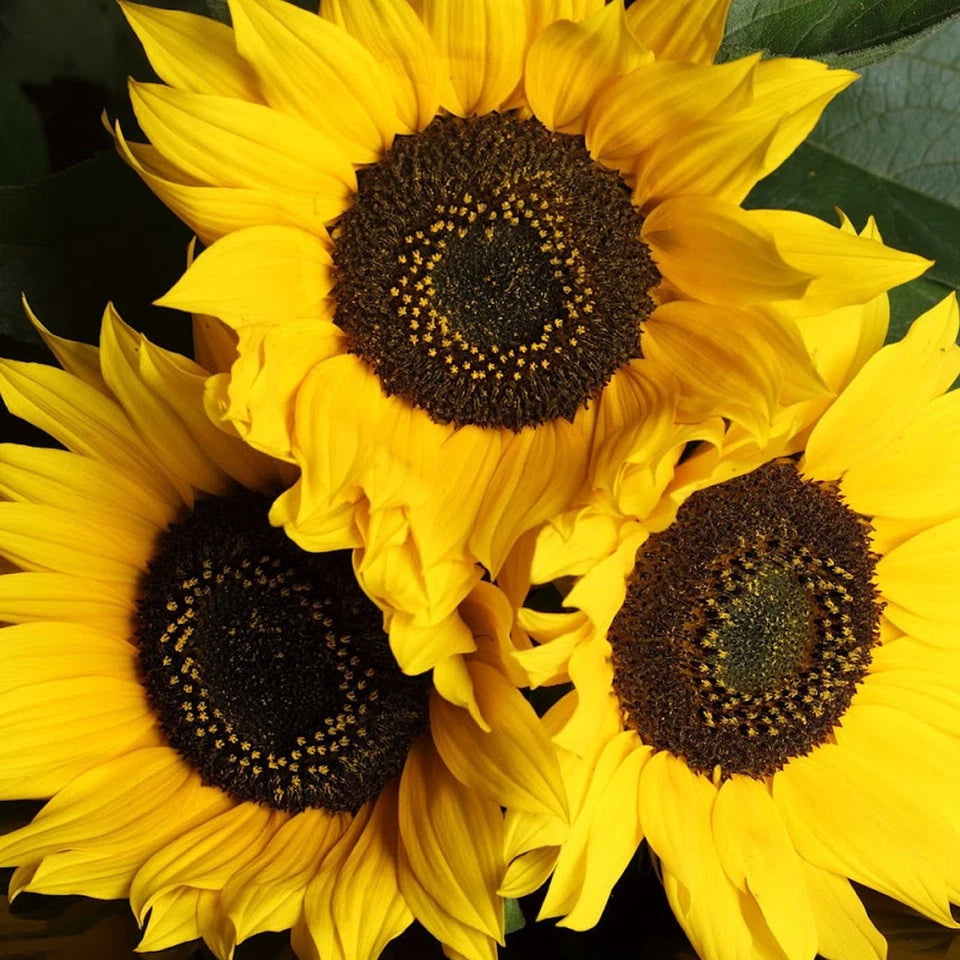Outdoor Sunflower Potted Garden Plant Golden Annual 20-30cm Shrub In 13cm Pot