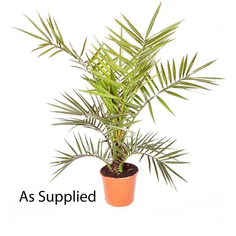 Hardy Phoenix palm 55-75cm in 14cm pot Single