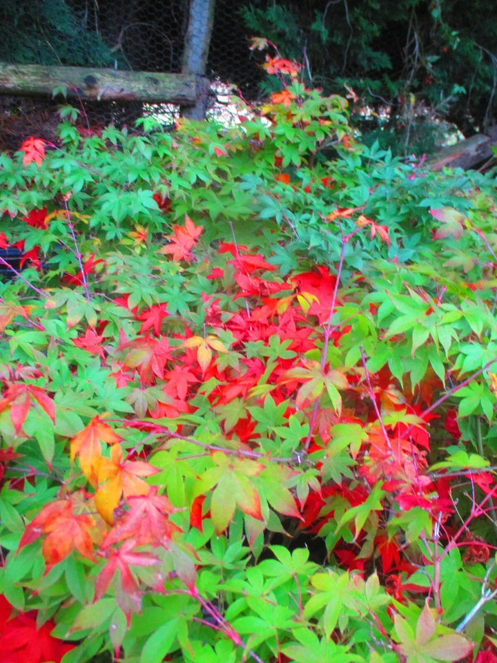 4ft inc. pot Japanese Maple Acer Osakazuki - 10litre