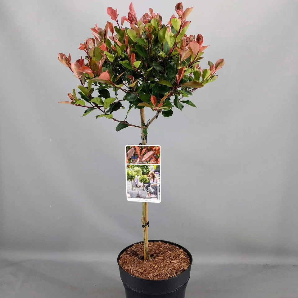 Photinia 'Little Red Robin' Standard Tree 70-80cm