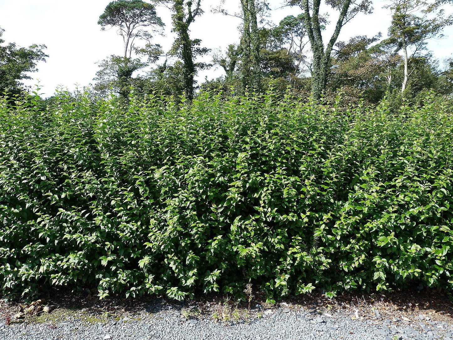 100 Green Privet Plants 3-4ft Tall, Evergreen Hedging, Grow a Quick, Dense Hedge