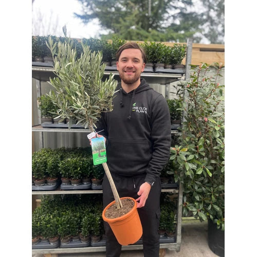 Large Olive Tree Plants x 2 Lollipop Olea Europea Evergreen 4L Pot 110-120cm