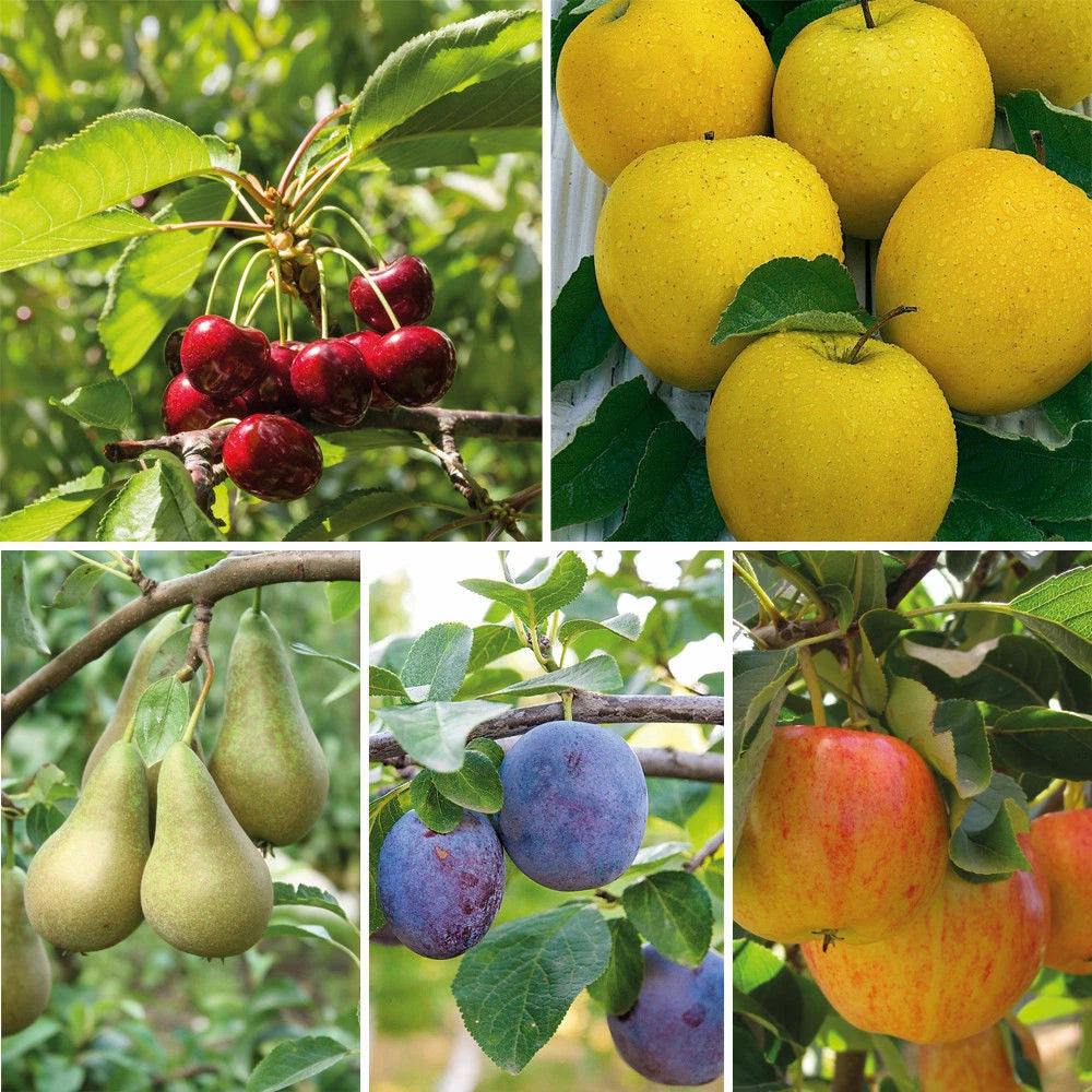Mini Fruit Tree Patio Garden Plant Apples Pears Cherries Plums 9cm Potted