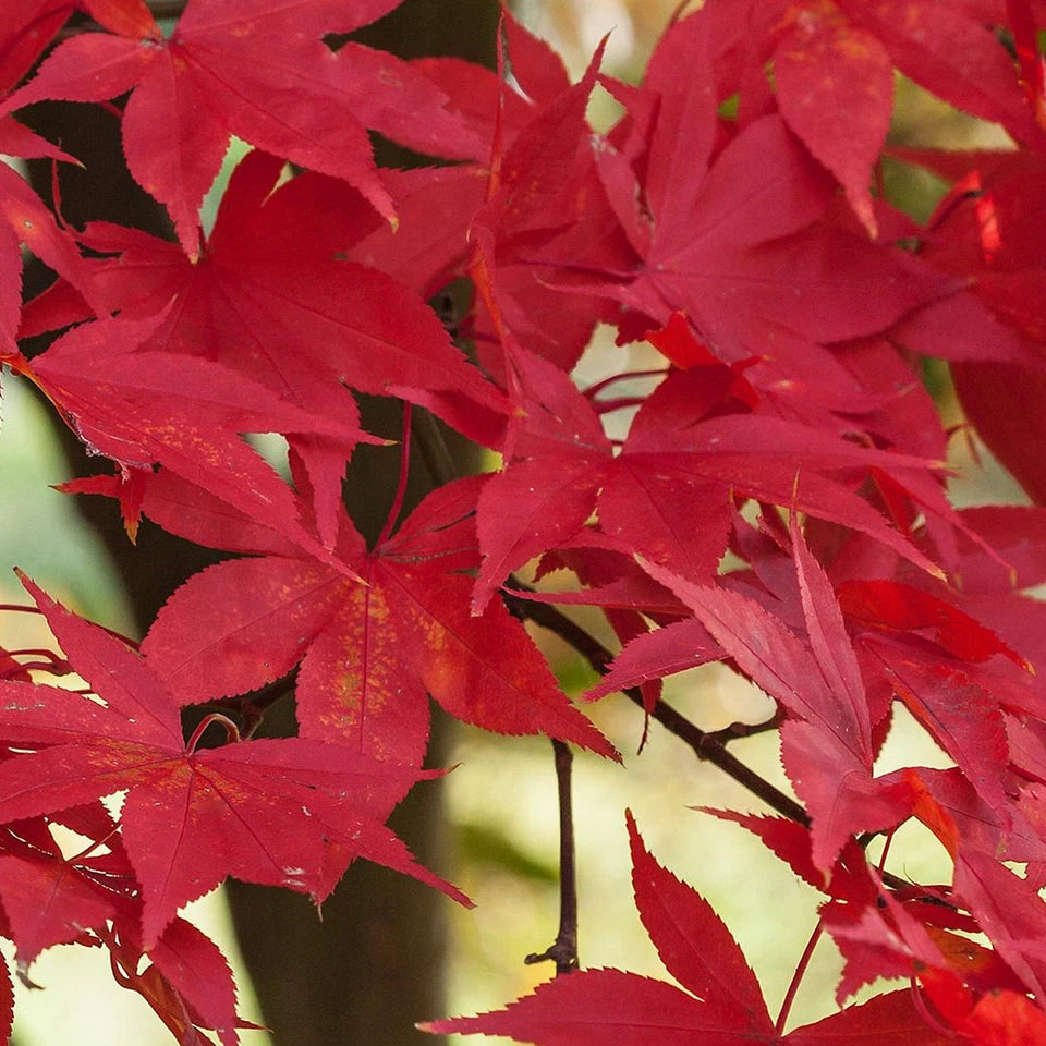 Acer palmatum 'Osakazuki', Japanese Maple Deciduous Garden Plant Tree In Pot