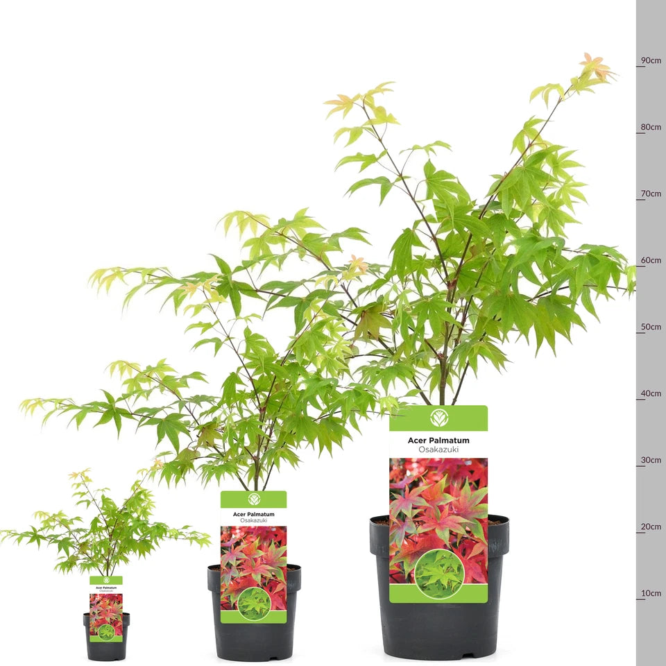 Acer palmatum 'Osakazuki', Japanese Maple Deciduous Garden Plant Tree In Pot