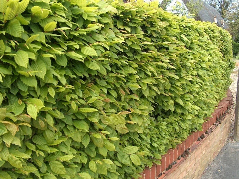 1-2ft Hornbeam native semi evergreen hedge plants bare root hedging good for damp soil