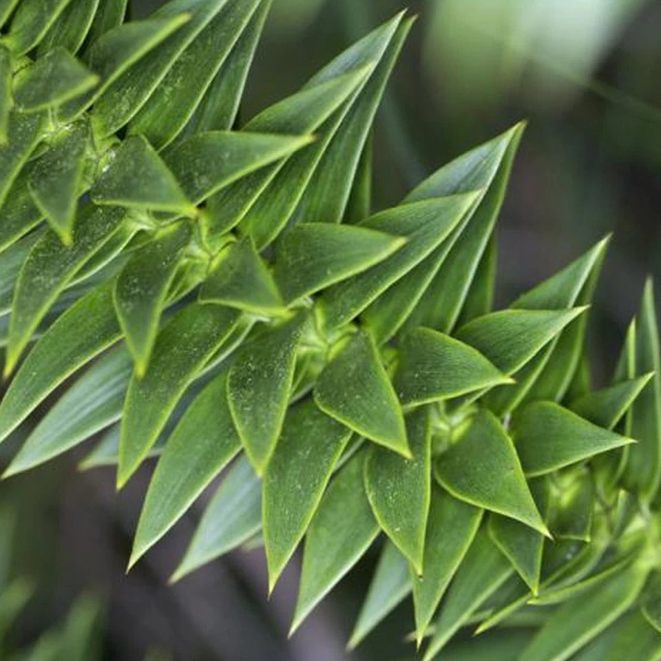 Araucaria Araucana Monkey Puzzle Tree Outdoor Garden Strong Healthy Plant in Pot
