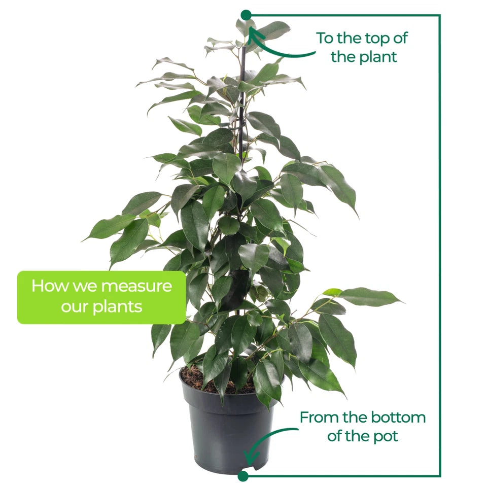 Weeping Fig Large Indoor House Plant Real Ficus Danielle Evergreen Tall Plants