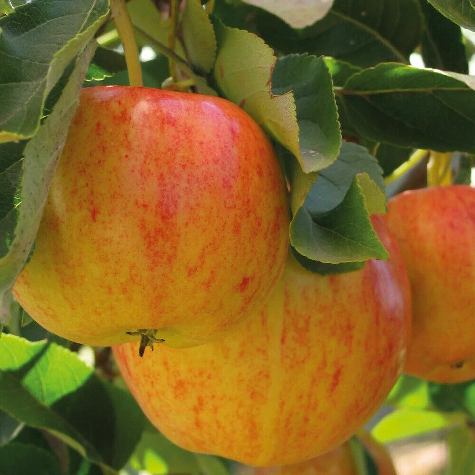 Patio Fruit Tree Plants Garden Collection 5 Different Varieties 5 x 9cm Pots
