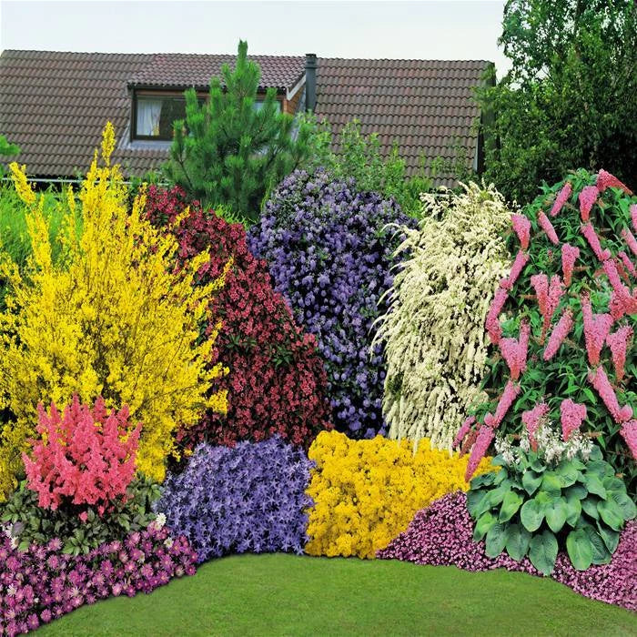 5 x Mixed Established Garden Shrubs In 9cm Pots