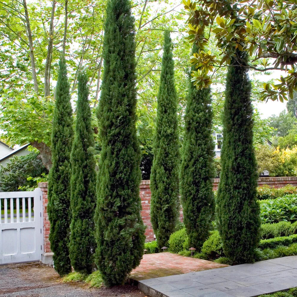 Single 90-120cm Italian Cypress Trees Ornamental Evergreen Shrubs, 20cm pot