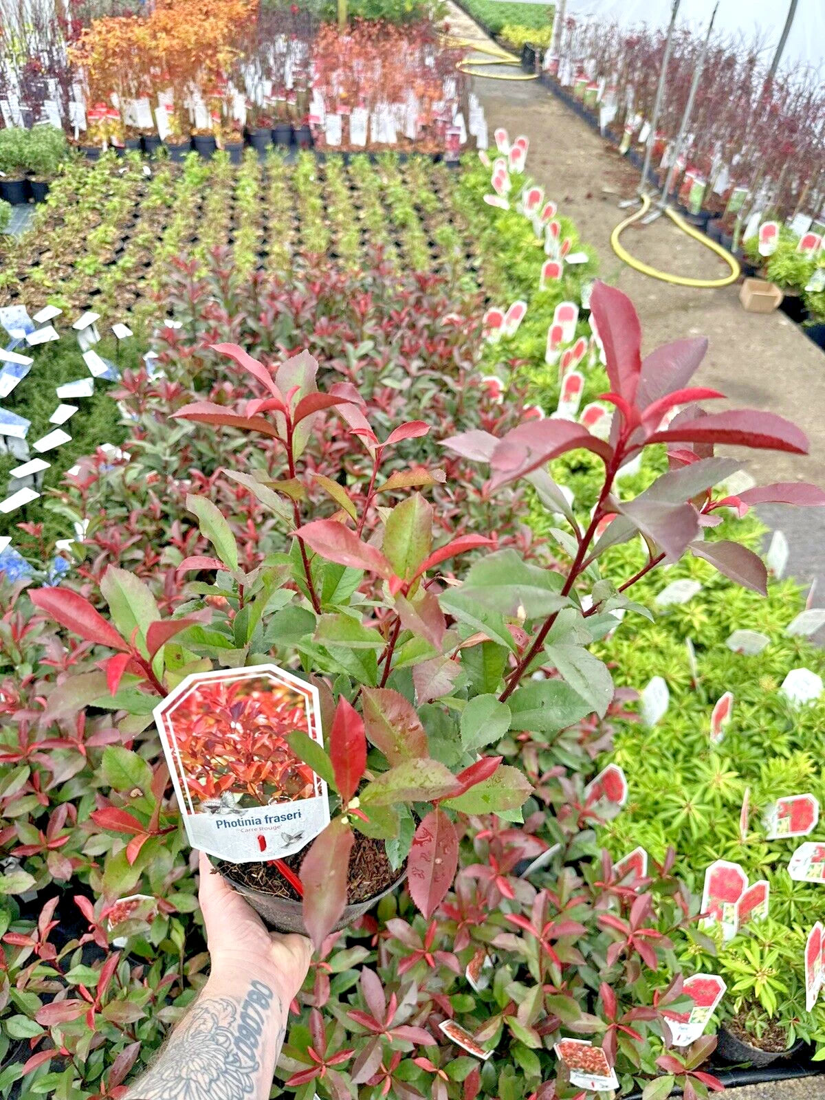 10x Photinia x fraseri Carre Rouge - Hedging - 40-60cm - 3 Litre Pot - Plant