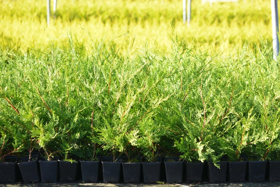 10x LEYLANDII GOLD | EVERGREEN CONIFER HEDGING 30-60cm