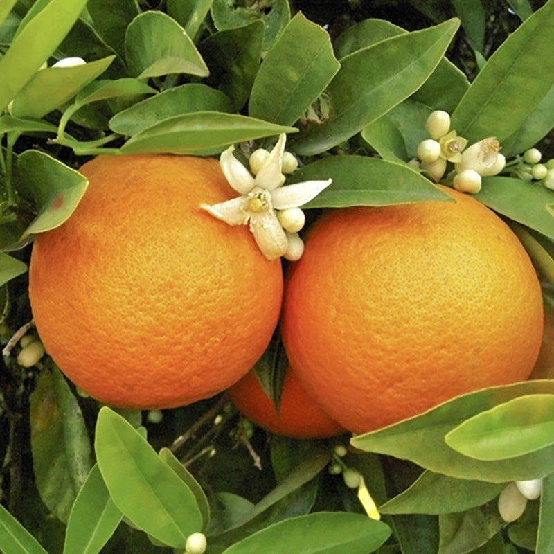 Orange Tree Plant Large Fully Mature Seedless Citrus Fruit in Pot 80cm Tall
