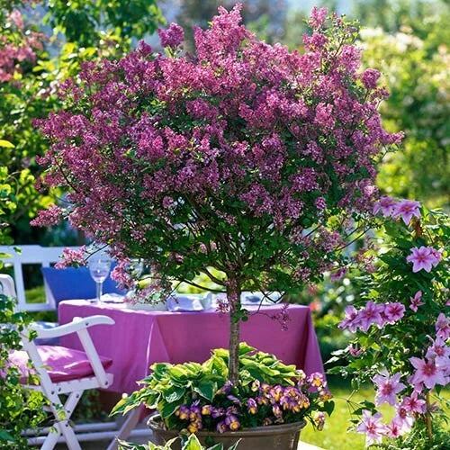 Standard Lilac Trees, Syringa Palibin, Double Flowering, 90-120cm, 3L Pots