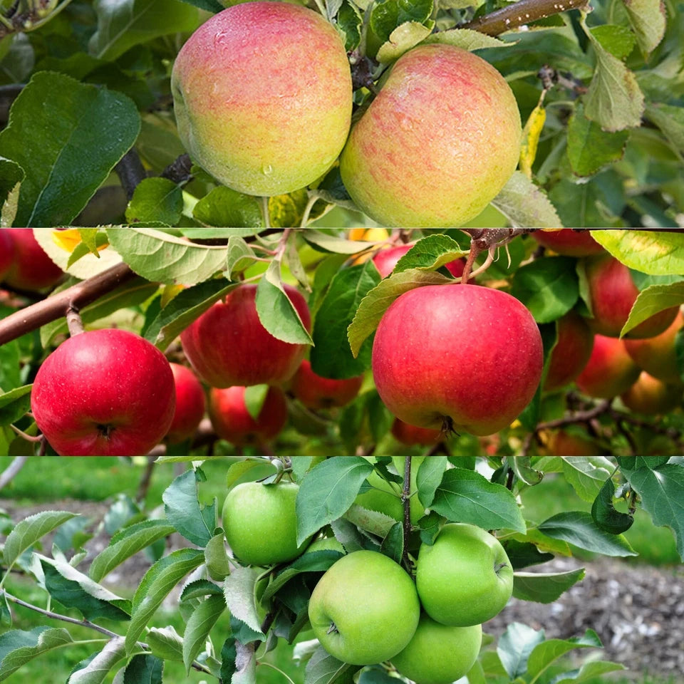 Patio Apple Tree - Mixed Varieties - Patio Fruit Tree 2-4ft in 5 Litre Pot
