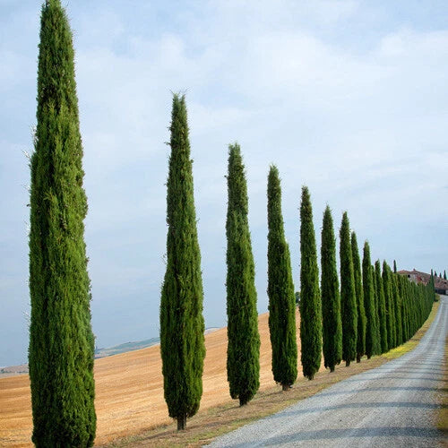Single 90-120cm Italian Cypress Trees Ornamental Evergreen Shrubs, 20cm pot