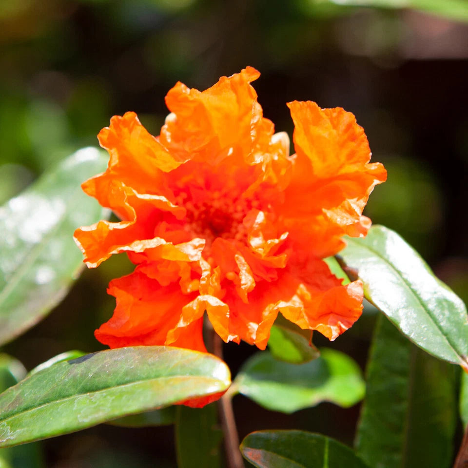 Dwarf Pomegranate Bush, Punica Nana , Hardy Compact Fruit Shrub,9cm Pot
