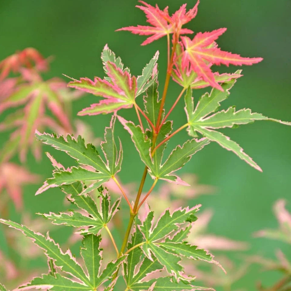 Acer palmatum Taylor - Japanese Maple | Large Outdoor Garden Ready Tree in Pot