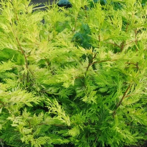 10x LEYLANDII GOLD | EVERGREEN CONIFER HEDGING 30-60cm