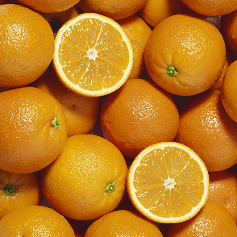 Orange Tree Plant Large Fully Mature Seedless Citrus Fruit in Pot 80cm Tall