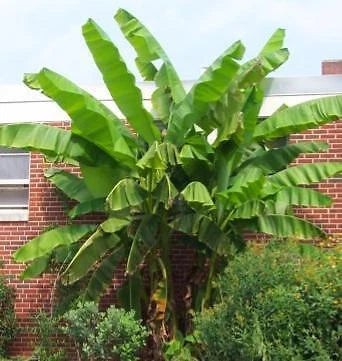 Large Musa Basjoo Fully Hardy Banana Fruit Tree 60-80cm Tall in a 3 Litre Pot