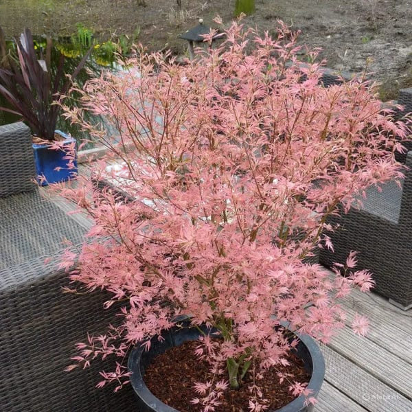 Acer palmatum Taylor - Japanese Maple | Large Outdoor Garden Ready Tree in Pot