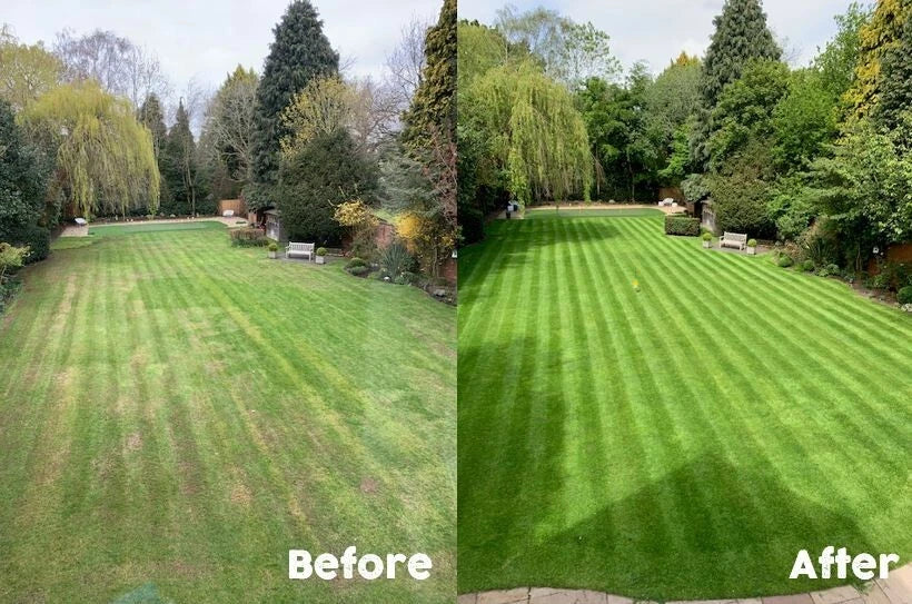 1kg Premium Shade Grass Seed - Ultra shade tolerant, luxury seed