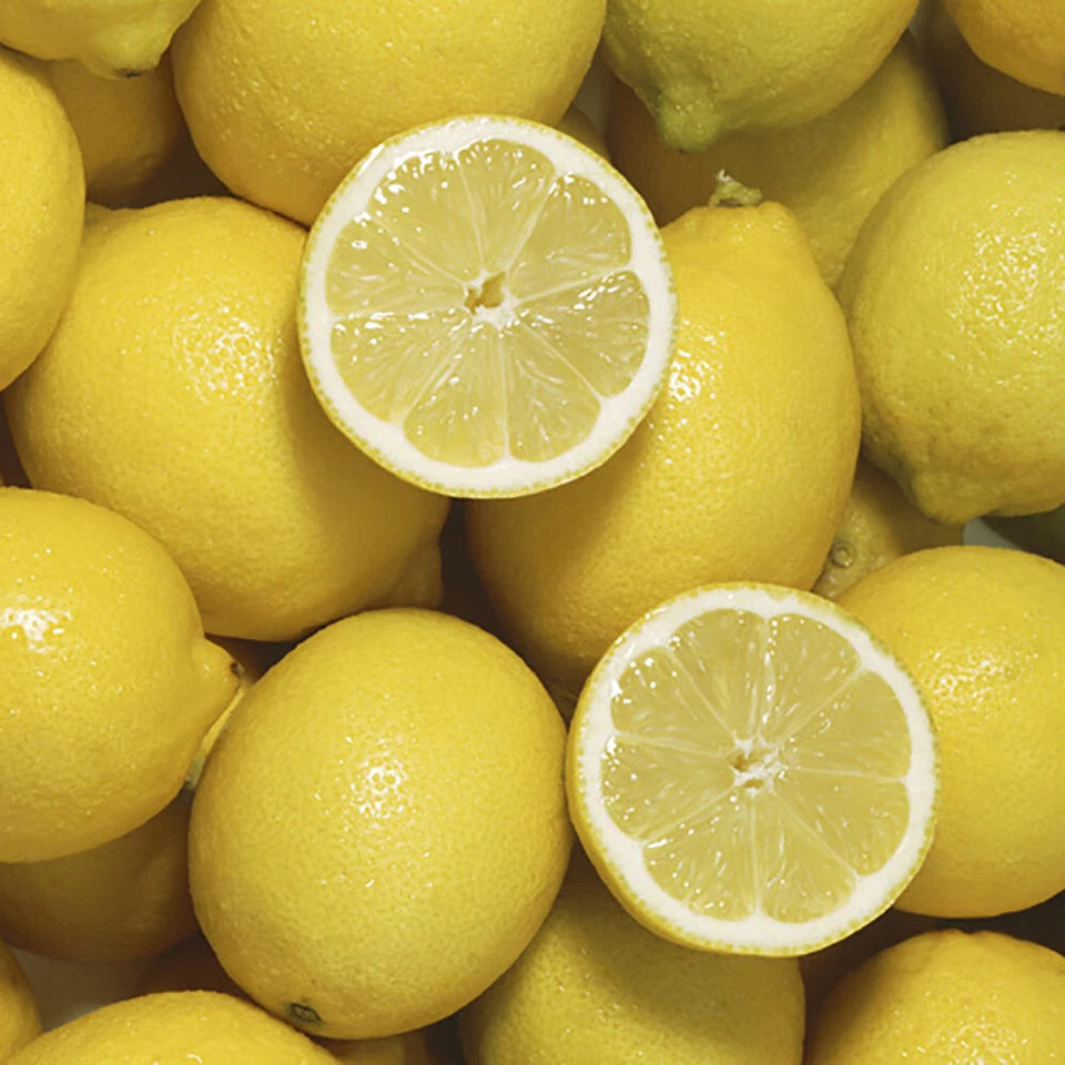 Citrus Fruit Tree, Lemon Citron, Fragrant Evergreen, 7?9cm Pot, Grow Your Own