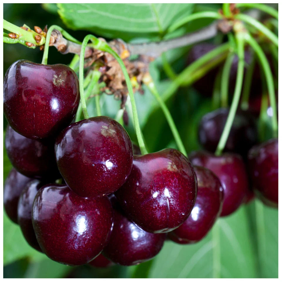 Cherry Tree 4-5ft tall, Large, Dark Red, Sweet & Juicy Cherries
