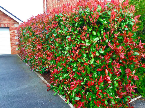 100 Red Robin Hedging Photinia Evergreen Plants Fast Growing 25-40cm Potted