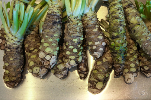 WASABI VIABLE SEEDS - JAPANESE HORSERADISH PLANT- UK Stock