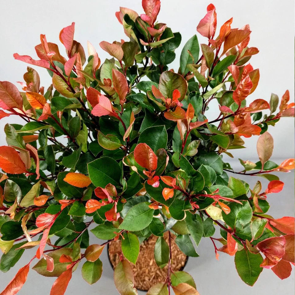 Photinia 'Little Red Robin' Standard Tree 70-80cm