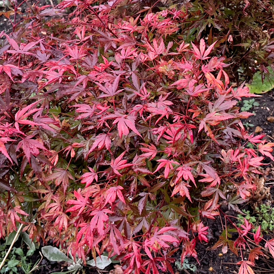 Acer palmatum Shaina - Japanese Maple | Large Outdoor Garden Ready Tree in Pot